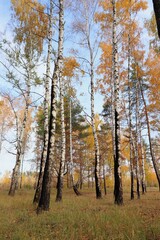 Fototapeta premium Burned woods after fire. Charred birch trees in fall. Scorched fire-damaged forest. Vertical photo.