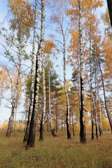 Burned woods after fire. Charred birch trees in fall. Scorched fire-damaged forest. Vertical photo.