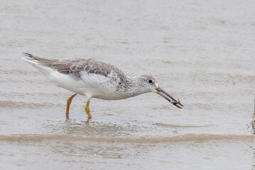 Nordmann's Greenshank in Queensland Australia