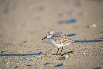 Sanderling (Calidris alba) feeding on the sand beach by the sea
