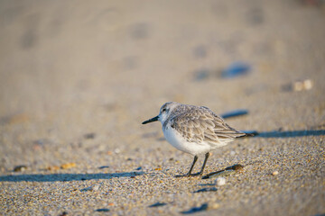 Sanderling (Calidris alba) feeding on the sand beach by the sea