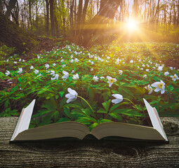 Many spring flowers on a book