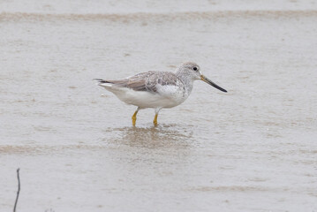 Nordmann's Greenshank in Queensland Australia