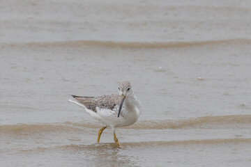 Nordmann's Greenshank in Queensland Australia