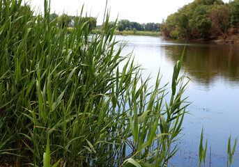 Fototapeta na wymiar green grass and lake