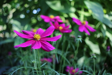 Fototapeta premium Fleur de cosmos mauve au jardin