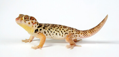 Chinesischer Wundergecko // Chinese Wonder Gecko (Teratoscincus roborowskii)