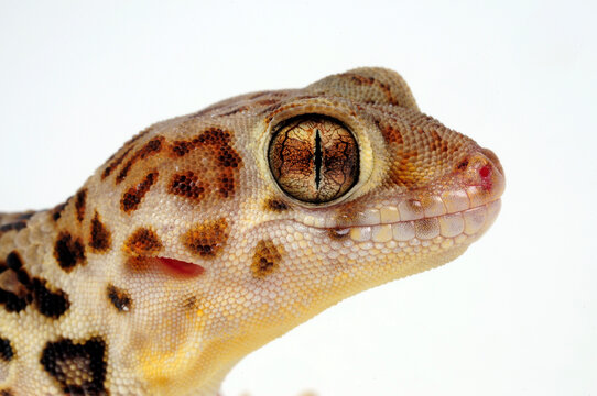 Chinese Wonder Gecko // Chinesischer Wundergecko (Teratoscincus roborowskii)
