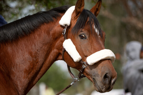 horizontal solar photo portrait of a horse close-up
