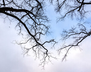 branches of trees without leaves on a blue sky background