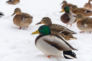 A flock of wild ducks in the snow, a large drake in the foreground