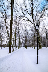 Winter landscape in a park with trees covered with snow