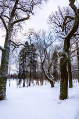 Winter landscape in a park with trees covered with snow