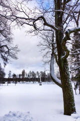 Winter landscape in a park with trees covered with snow