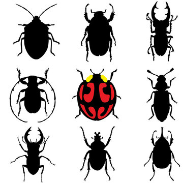 Collection of beetles. Different insects. Deer beetle, bug, bark beetle, ladybug, weevil and other pests and useful arthropods