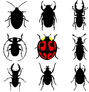 Collection of  vector beetles. Different insects. Deer beetle, bug, bark beetle, ladybug, weevil and other pests and useful arthropods