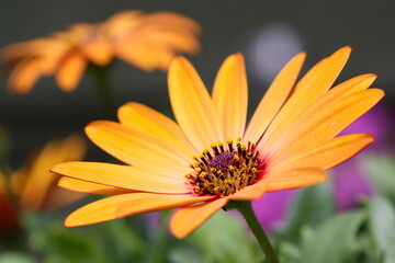 Beautiful yellow Spanish Marguritte as macro foto