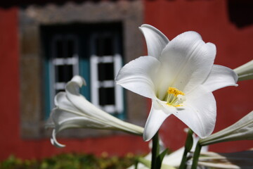 Smuk hvid blomst foran en gammel vingård fra 1700 tallet på Madeira