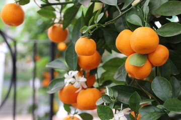 Appelsintræ i veksthus