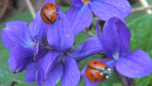 Ladybug Flying, Ladybird in Flight, Spring Flowers Field, Insect Bug Macro, Medicinal Herbs Plants in Nature, Botany Science