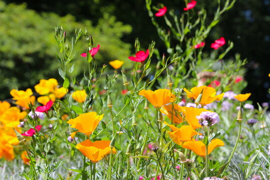 En eng med flotte gule og r&oslash;de blomster