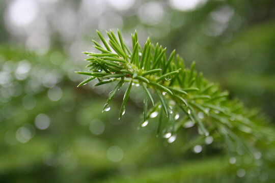 Grangren med vanddr&aring;ber med sl&oslash;ret baggrund