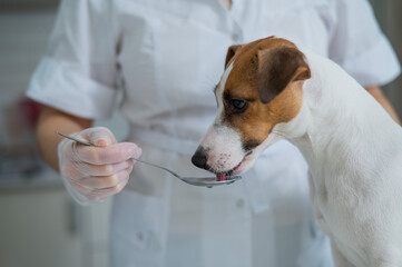 The veterinarian gives liquid medicine to the dog from a spoon.