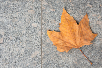 One orange leaf on grey stone. Nature beauty, autumn concept