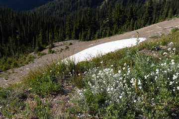mountain flowers and snow in forest clearing