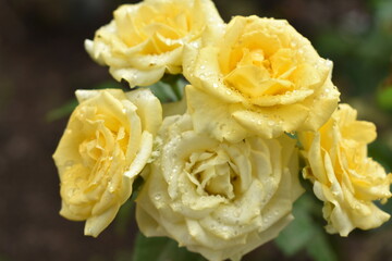 yellow rose with dew drops