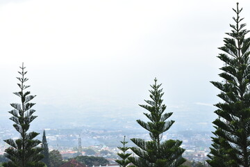 pine tree in the haze