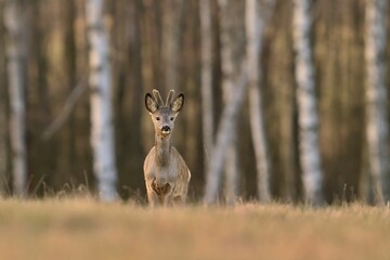 european roe deer, capreolus capreolus, czech republic. Young roebuck stading on the medow.