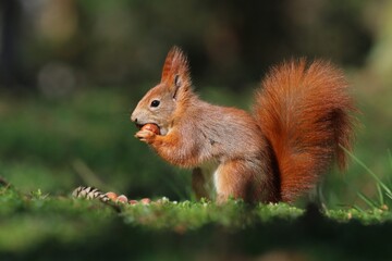 Naklejka na ściany i meble Beautiful portrait of a cute red squirrel. Sciurus vulgaris. Wildlife scene with a european squirrel.