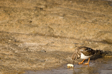 Ruddy turnstone Arenaria interpres with a macadamia nut. El Confital. La Isleta. Las Palmas de Gran Canaria. Gran Canaria. Canary Islands. Spain.