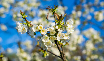flowering trees in spring with beautiful blue sky days