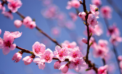 the trees are colored with happiness with the blossoming of Spring