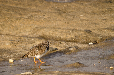 Ruddy turnstone Arenaria interpres with a macadamia nut. El Confital. La Isleta. Las Palmas de Gran Canaria. Gran Canaria. Canary Islands. Spain.