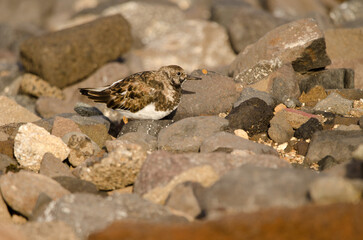 Ruddy turnstone Arenaria interpres. El Confital. La Isleta Protected Landscape. Las Palmas de Gran Canaria. Gran Canaria. Canary Islands. Spain.