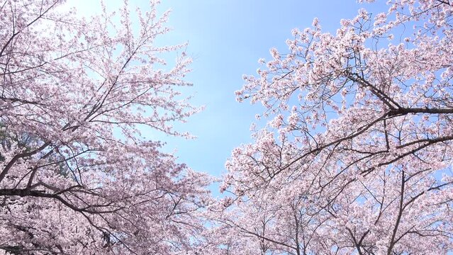 風で舞い散る満開の桜の花びらと青空  4K