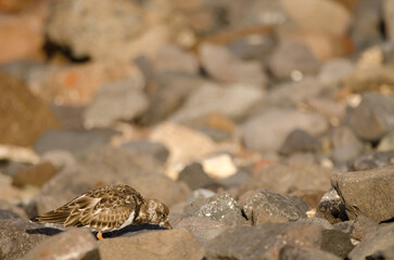 Ruddy turnstone Arenaria interpres searching for food. El Confital. La Isleta. Las Palmas de Gran Canaria. Gran Canaria. Canary Islands. Spain.