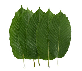 Line up of Mitragyna speciosa, kratom leaves on white background. Top view