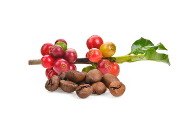 Coffee beans ripe and unripe berries isolated on white background