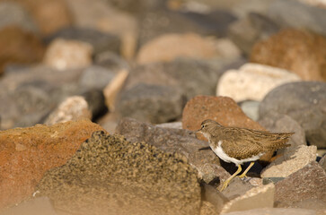Common sandpiper Actitis hypoleucos. El Confital. La Isleta Protected Landscape. Las Palmas de Gran Canaria. Gran Canaria. Canary Islands. Spain.