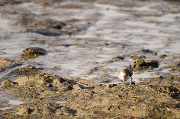 Common sandpiper Actitis hypoleucos. El Confital. La Isleta Protected Landscape. Las Palmas de Gran Canaria. Gran Canaria. Canary Islands. Spain.