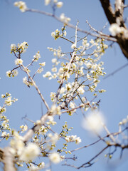 blooming tree