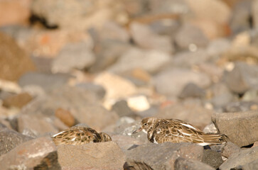 Ruddy turnstones Arenaria interpres. El Confital. La Isleta Protected Landscape. Las Palmas de Gran Canaria. Gran Canaria. Canary Islands. Spain.