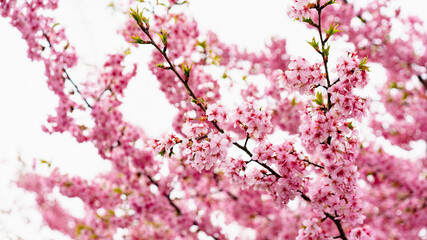 河津桜　京都　淀水路