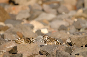 Ruddy turnstones Arenaria interpres. El Confital. La Isleta Protected Landscape. Las Palmas de Gran Canaria. Gran Canaria. Canary Islands. Spain.