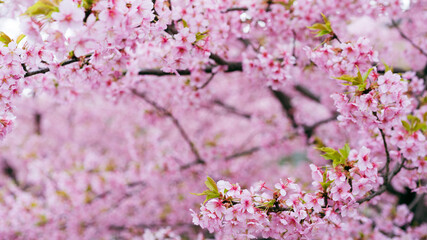 河津桜　京都　淀水路
