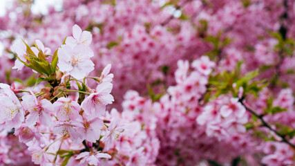河津桜　京都　淀水路

